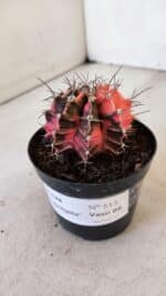 GYMNOCALYCIUM Mihanovichii Variegata Nº 515 – vaso 09 - Imagem 8