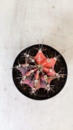 GYMNOCALYCIUM Mihanovichii Variegata Nº 515 – vaso 09 - Imagem 3