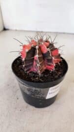 GYMNOCALYCIUM Mihanovichii Variegata Nº 515 – vaso 09 - Imagem 6