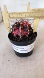 GYMNOCALYCIUM Mihanovichii Variegata Nº 515 – vaso 09 - Imagem 4