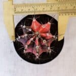 GYMNOCALYCIUM Mihanovichii Variegata Nº 515 – vaso 09