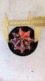 GYMNOCALYCIUM Mihanovichii Variegata Nº 515 – vaso 09