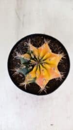 GYMNOCALYCIUM Mihanovichii Variegata Nº 516 – vaso 15 - Imagem 3