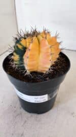 GYMNOCALYCIUM Mihanovichii Variegata Nº 516 – vaso 15 - Imagem 8