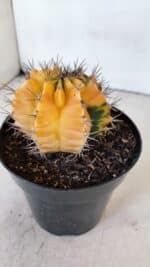 GYMNOCALYCIUM Mihanovichii Variegata Nº 516 – vaso 15 - Imagem 7