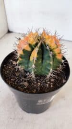 GYMNOCALYCIUM Mihanovichii Variegata Nº 516 – vaso 15 - Imagem 6