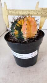 GYMNOCALYCIUM Mihanovichii Variegata Nº 516 – vaso 15 - Imagem 4