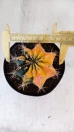 GYMNOCALYCIUM Mihanovichii Variegata Nº 516 – vaso 15