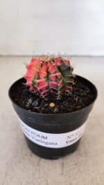 GYMNOCALYCIUM Mihanovichii Variegata Nº 517 – vaso 09 - Imagem 2