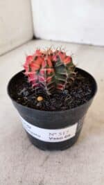 GYMNOCALYCIUM Mihanovichii Variegata Nº 517 – vaso 09 - Imagem 9