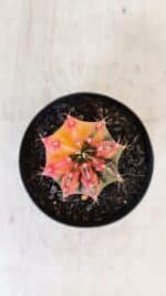 GYMNOCALYCIUM Mihanovichii Variegata Nº 517 – vaso 09 - Imagem 3