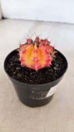GYMNOCALYCIUM Mihanovichii Variegata Nº 517 – vaso 09 - Imagem 8