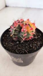 GYMNOCALYCIUM Mihanovichii Variegata Nº 517 – vaso 09 - Imagem 6