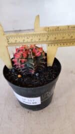 GYMNOCALYCIUM Mihanovichii Variegata Nº 517 – vaso 09 - Imagem 7