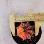 GYMNOCALYCIUM Mihanovichii Variegata Nº 517 – vaso 09