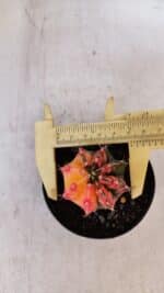 GYMNOCALYCIUM Mihanovichii Variegata Nº 517 – vaso 09