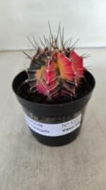 GYMNOCALYCIUM Mihanovichii Variegata Nº 525 – vaso 09 - Imagem 2