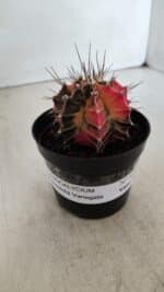 GYMNOCALYCIUM Mihanovichii Variegata Nº 525 – vaso 09 - Imagem 8