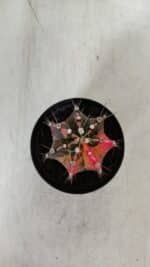 GYMNOCALYCIUM Mihanovichii Variegata Nº 525 – vaso 09 - Imagem 3