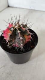 GYMNOCALYCIUM Mihanovichii Variegata Nº 525 – vaso 09 - Imagem 6