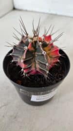 GYMNOCALYCIUM Mihanovichii Variegata Nº 525 – vaso 09 - Imagem 5