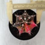 GYMNOCALYCIUM Mihanovichii Variegata Nº 525 – vaso 09