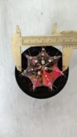 GYMNOCALYCIUM Mihanovichii Variegata Nº 525 – vaso 09