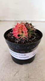 GYMNOCALYCIUM Mihanovichii Variegata Nº 526 – vaso 09 - Imagem 2