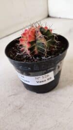 GYMNOCALYCIUM Mihanovichii Variegata Nº 526 – vaso 09 - Imagem 8