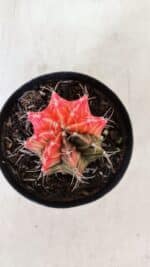 GYMNOCALYCIUM Mihanovichii Variegata Nº 526 – vaso 09 - Imagem 3