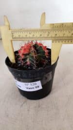 GYMNOCALYCIUM Mihanovichii Variegata Nº 526 – vaso 09 - Imagem 4