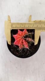 GYMNOCALYCIUM Mihanovichii Variegata Nº 526 – vaso 09