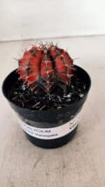 GYMNOCALYCIUM Mihanovichii Variegata Nº 527 – vaso 09 - Imagem 2
