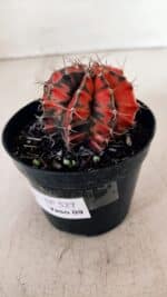 GYMNOCALYCIUM Mihanovichii Variegata Nº 527 – vaso 09 - Imagem 8