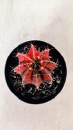 GYMNOCALYCIUM Mihanovichii Variegata Nº 527 – vaso 09 - Imagem 3