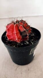 GYMNOCALYCIUM Mihanovichii Variegata Nº 527 – vaso 09 - Imagem 7