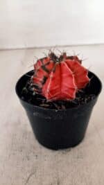 GYMNOCALYCIUM Mihanovichii Variegata Nº 527 – vaso 09 - Imagem 6