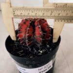 GYMNOCALYCIUM Mihanovichii Variegata Nº 527 – vaso 09