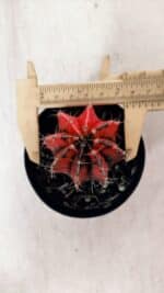 GYMNOCALYCIUM Mihanovichii Variegata Nº 527 – vaso 09 - Imagem 5