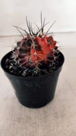 GYMNOCALYCIUM Mihanovichii Variegata Nº 528 – vaso 09 - Imagem 8