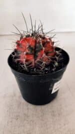 GYMNOCALYCIUM Mihanovichii Variegata Nº 528 – vaso 09 - Imagem 7