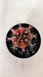 GYMNOCALYCIUM Mihanovichii Variegata Nº 528 – vaso 09 - Imagem 3