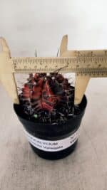 GYMNOCALYCIUM Mihanovichii Variegata Nº 528 – vaso 09 - Imagem 4