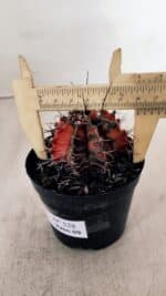 GYMNOCALYCIUM Mihanovichii Variegata Nº 528 – vaso 09 - Imagem 6