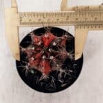 GYMNOCALYCIUM Mihanovichii Variegata Nº 528 – vaso 09