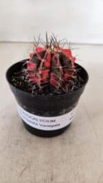 GYMNOCALYCIUM Mihanovichii Variegata Nº 529 – vaso 09 - Imagem 2