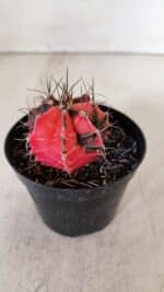 GYMNOCALYCIUM Mihanovichii Variegata Nº 529 – vaso 09 - Imagem 9