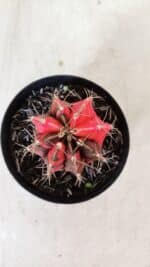 GYMNOCALYCIUM Mihanovichii Variegata Nº 529 – vaso 09 - Imagem 7