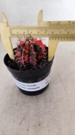 GYMNOCALYCIUM Mihanovichii Variegata Nº 529 – vaso 09 - Imagem 6