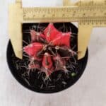 GYMNOCALYCIUM Mihanovichii Variegata Nº 529 – vaso 09